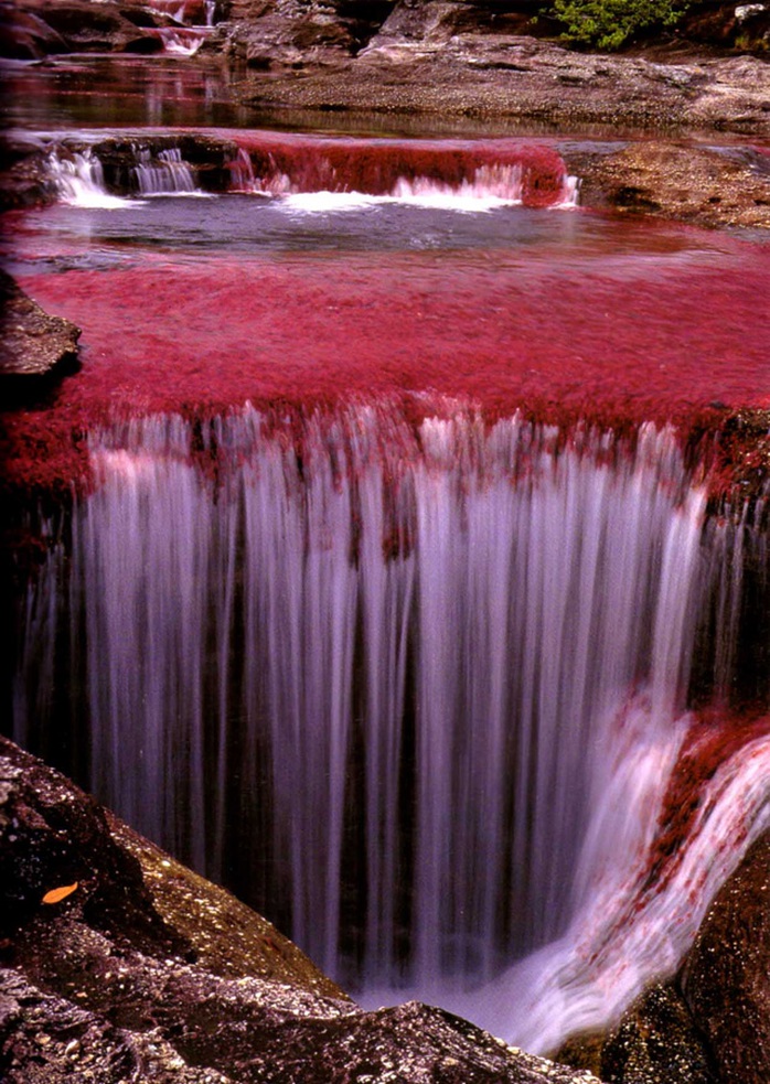 Dòng sông ngũ sắc Cano Cristales ở Colombia. Ảnh: Abduzeedo