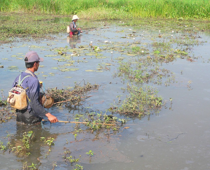 “Cá tặc” tiếp tục hoành hành các hầm, đìa của người dân.