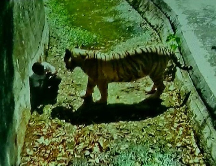 Nam sinh đối mặt với hổ dữ trong vườn thú