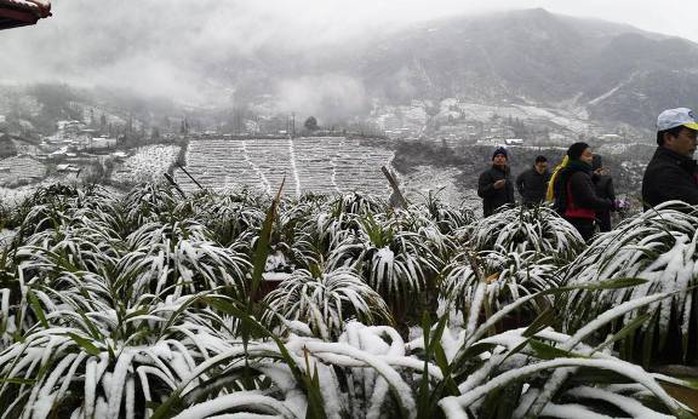 Băng giá và mưa tuyết tại Sa Pa đã thu hút được nhiều du khách trong cả nước đến tham quan