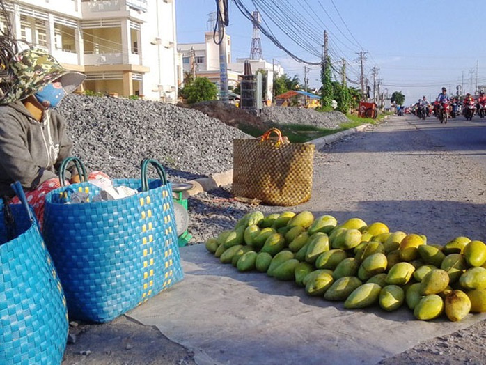 Các chủ vườn chấp nhận khói, bụi, nắng nóng và cả nguy hiểm để mang xoài ra bán ở ven đường. Các chủ vườn chấp nhận khói, bụi, nắng nóng và cả nguy hiểm để mang xoài ra bán ở ven đường.