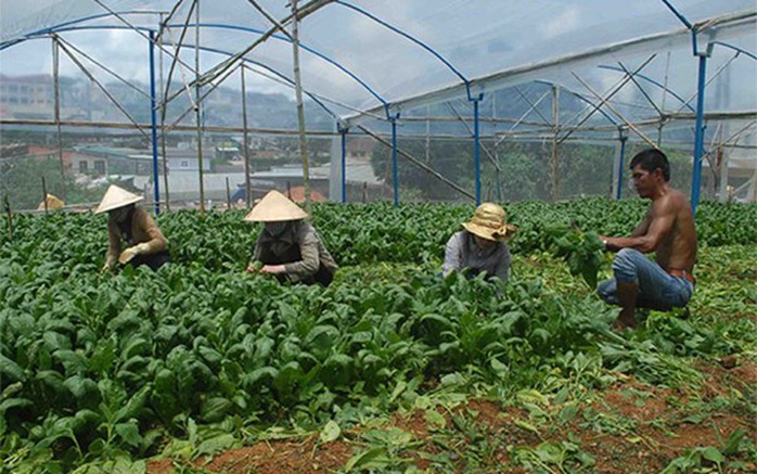 Thu hoạch bó xôi ở nông trại gia đình ông Nguyễn Văn Thi. Thu hoạch bó xôi ở nông trại gia đình ông Nguyễn Văn Thi.