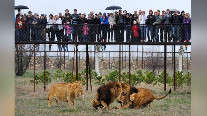 Du khách ngắm sư tử tại công viên Taigan hôm 12-4. Ảnh: AP