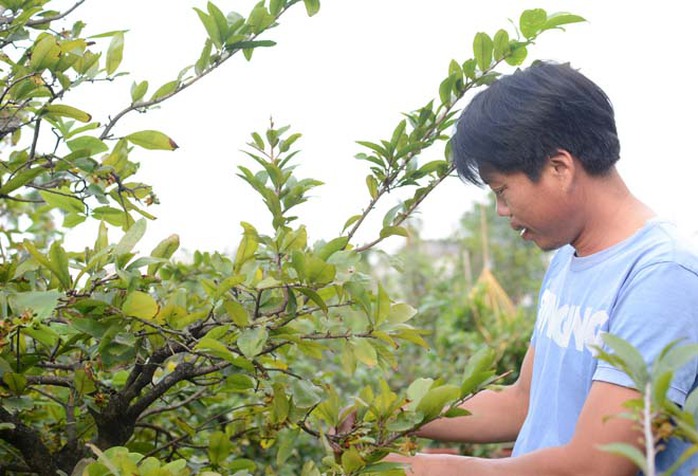 Nhiều chủ vườn đang tất bật lo cắt bỏ những bông mai đã nở trước Tết. Nhiều chủ vườn đang tất bật lo cắt bỏ những bông mai đã nở trước Tết.