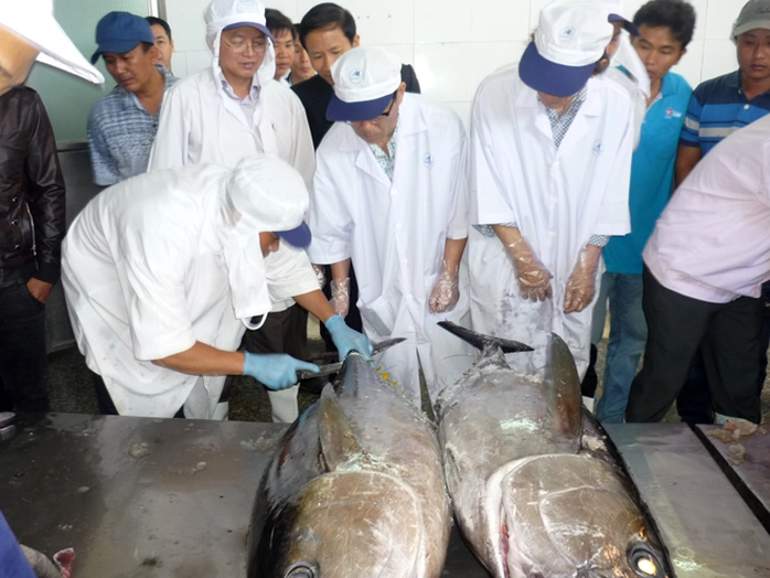 Các chuyên gia thẩm định chất lượng cá ngừ đại dương cho lô hàng thứ hai xuất sang Nhật vào sáng 31-1 tại Bình Định.
