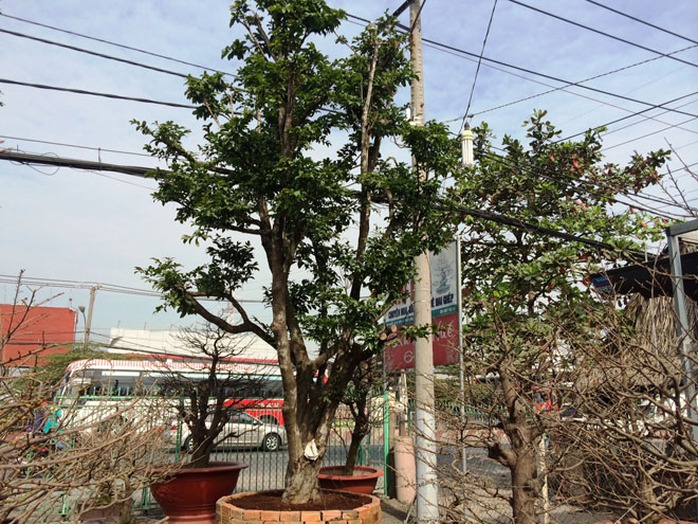 Cây mai có đường kính gần 1,1m, thân cao 5,5m được nhiều người hỏi mua giá 650 triệu đồng.