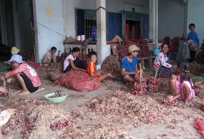 Không khí thu hoạch và mua bán hành tím ở Vĩnh Châu thời điểm này vui như Tết