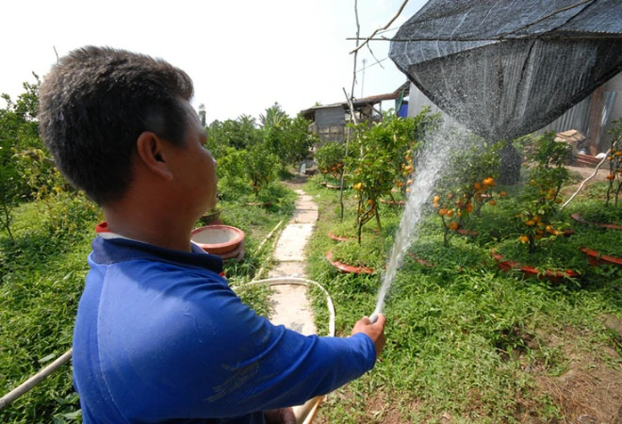 Quýt hồng Lai Vung trồng trong chậu mất đến 30 tháng để chăm sóc