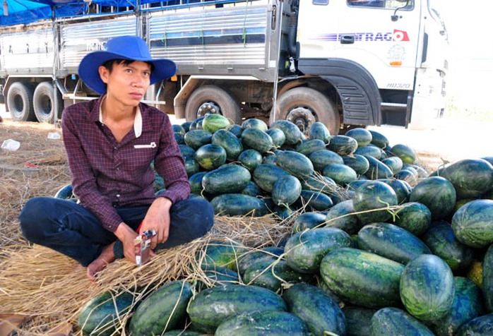 Nông dân tranh thủ thu hoạch dưa bán cho thương lái để thu hồi vốn. Ảnh: T.Trực