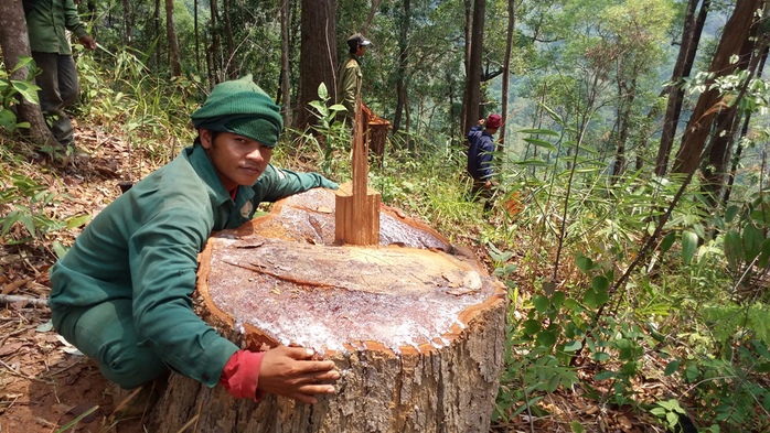 Nhiều cây rừng bị lâm tặc đốn hạ