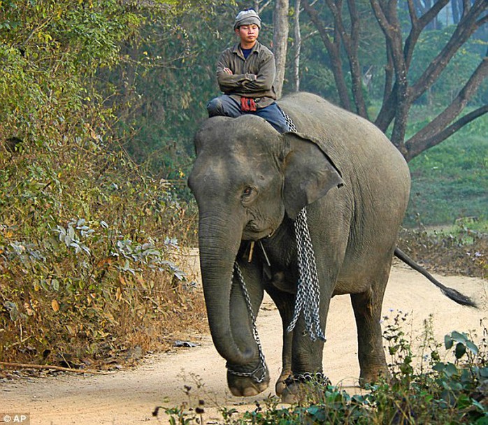 Tại Thái Lan, voi được thuần phục còn nhiều hơn cả voi trong thiên nhiên hoang dã. Ảnh: AP