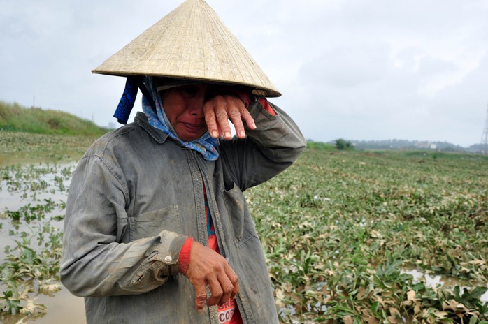 Chị Nguyễn Thị Kim, ngụ xã Bình Chương, huyện Bình Sơn (Quảng Ngãi), bật khóc khi nhìn 9 sào dưa hấu gần đến ngày thu hoạch bị nước lũ nhấn chìm, hư hỏng hoàn toàn. Ảnh: Tử Trực