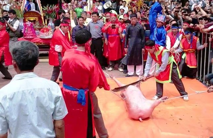 Mặc cho dư luận tranh cãi, lễ chém lợn vẫn diễn ra