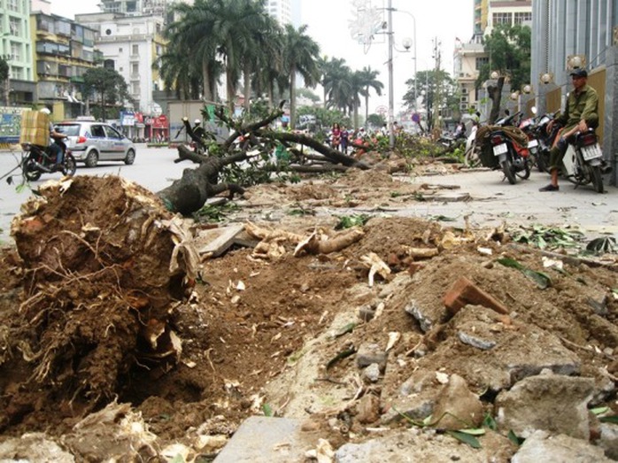 Hàng loạt cây bị đốn hạ nằm ngổn ngang trên hè tuyến đường Nguyễn Chí Thanh ngày 19-3. Ảnh: Nguyễn Hưởng