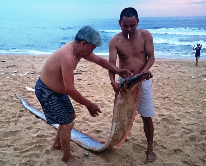 Cá Hố Ông có trọng lượng nặng 40 kg và dài hơn 4m xuất hiện tại Quảng Bình
