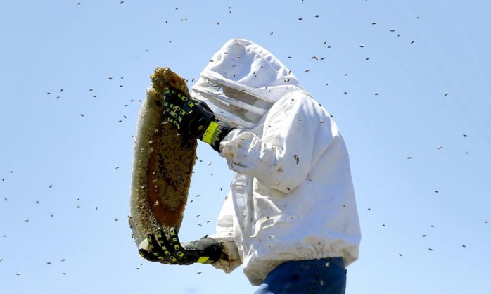 Một chuyên gia về ong đang bắt ong trong ống khói ở TP Phoenix. Ảnh: AP