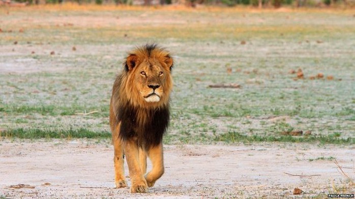 Con sư tử Cecil với bờm màu đen đặc biệt. Ảnh: BBC