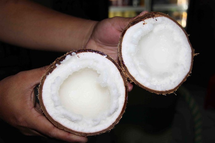 Dừa sáp là loại cây đặc sản ở huyện Cầu Kè (Trà Vinh)