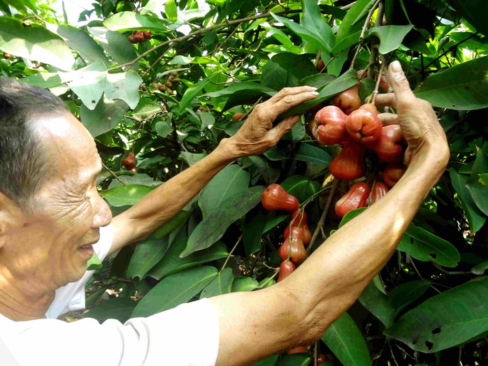 Ông Nguyễn Văn Nữa vui mừng khi mận trúng mùa, được giá