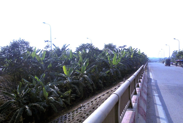 trồng-rau, đại-lộ-Thăng-Long, nông-dân, đền-bù, tận-dụng, khai-hoang trồng-rau, đại-lộ-Thăng-Long, nông-dân, đền-bù, tận-dụng, khai-hoang