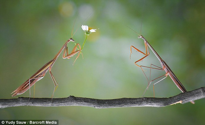 Fascinating images captured by Indonesian photographer Yudy Sauw show praying mantises up close