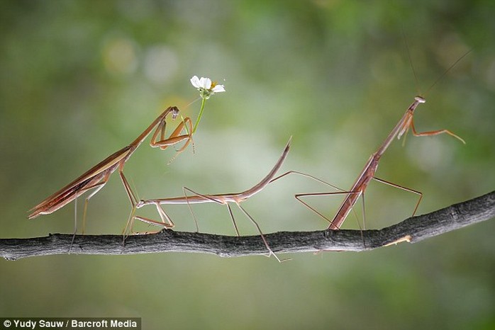 Here the female can be see bowing down to the mantis holding the flower, while another one of the creepy-crawly friends has joined them on the branch