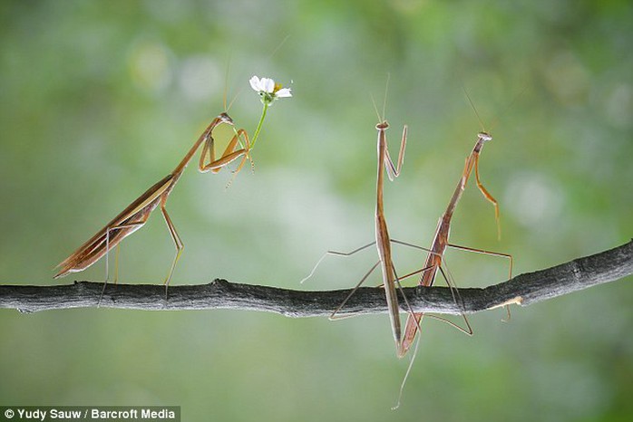 Another snap shows the first mantis still standing tall, with the second two appearing as if they are in conversation