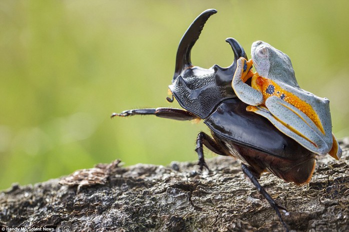 King of the rodeo: The flying frog managed to stay atop the woodboring beetle for around five minutes before eventually crawling off