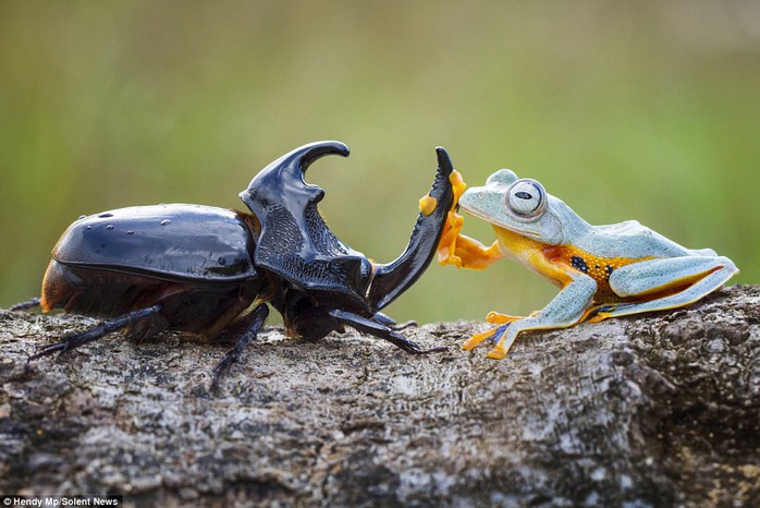 Howdy partner! The 25-year-old described the moment as amazing and added the frog just saw the beetle and decided to crawl on top