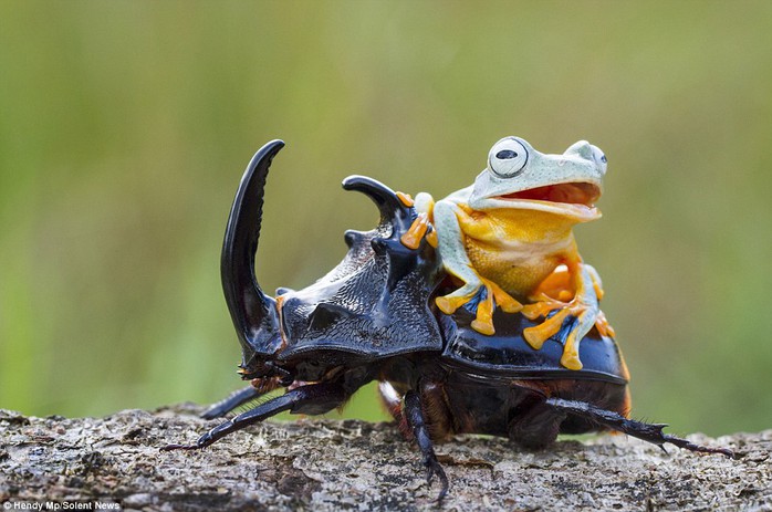 Rest stop: The green and orange frog even takes a moment to relax on top of his new friend, which was just happily running around