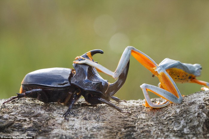 Lets go for a ride: The flying frog is seen effortlessly climbing onto the woodboring beetle before the attempts to fly away