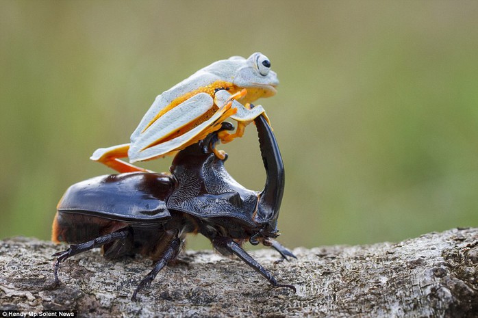 Let me direct you: The flying frog, pictured with its front legs around the beetles claw-like antenna, sits comfortably as the insect moves 