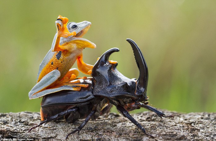 Giddy up! Photographer Hendy Mp captured this daring frog hop a ride on a beetle and it even stuck its front leg in the air cowboy-style