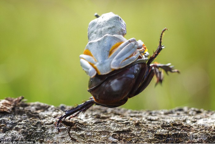 Risky business: The photographer, who captured the off antics in Sambas, in Indonesia, said the frog stayed on even as the beetle took off