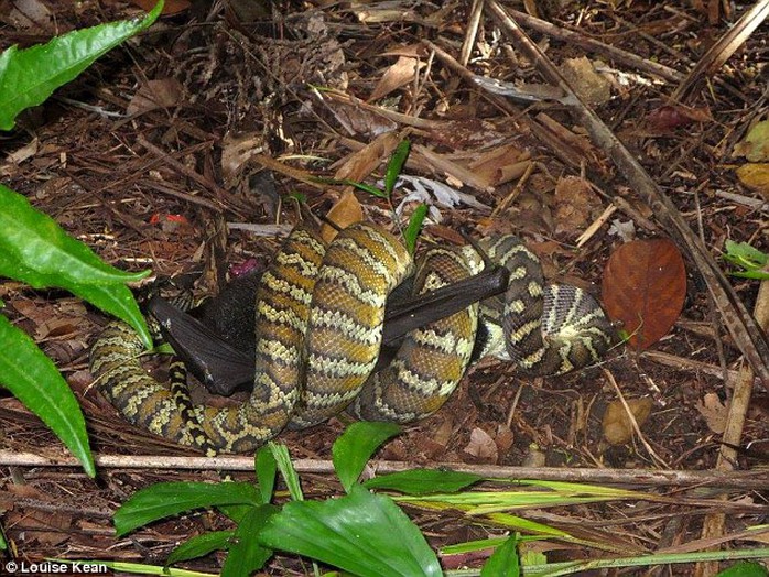 The python uses its entire body to wring the flying fox out like a towel, enabling the snake to manoeuvre its prey into its mouth