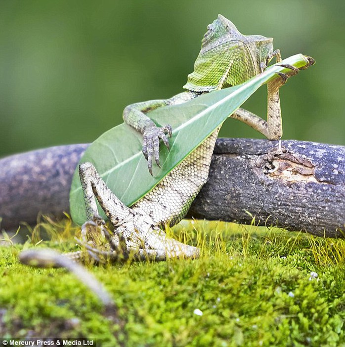 The forest dragon lizard was spotted in the unusual pose by professional photographer Aditya Permana