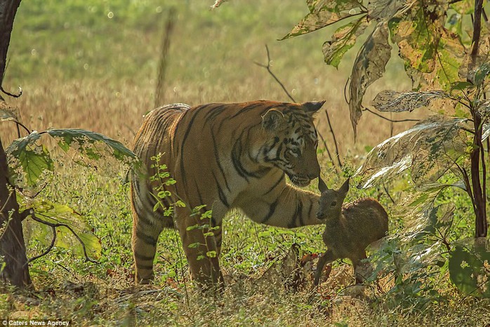 Photographer Souvik Kundu snapped pictures of a tiger playing with a fawn at the Tadoba Andhari Tiger Reserve in India