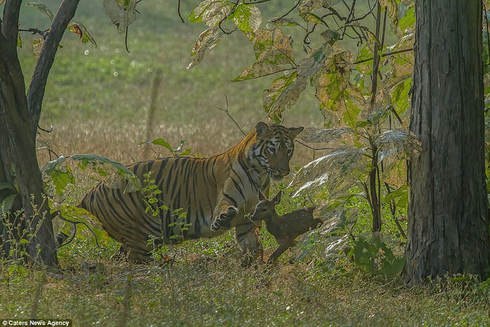 Play with me! The tigress instead just wants to play with the baby deer and kept patting it with its paws 