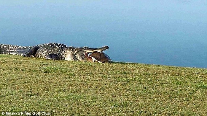Breakfast: Goliath the alligator chows down on a turtle at Florias Myakka Pines Golf Course on Thursday 