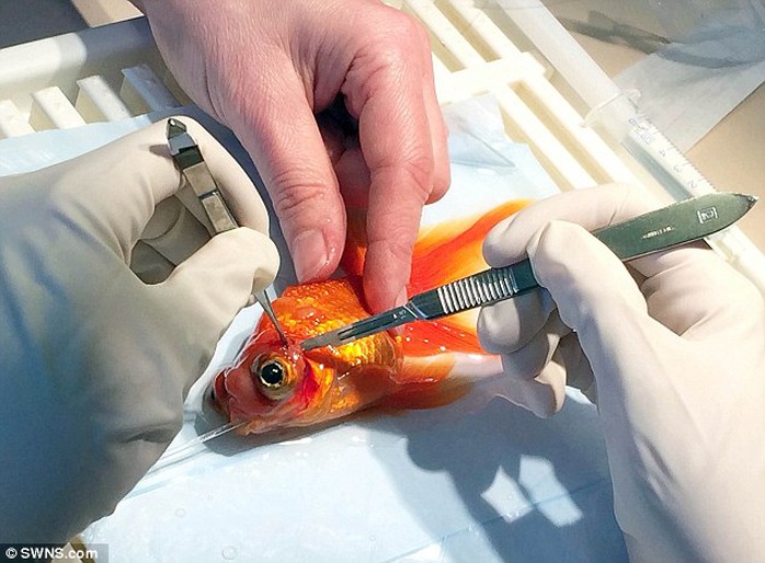 A team of vets was required to carry out the surgery on beloved fish Monty; the procedure lasted for 45 minutes