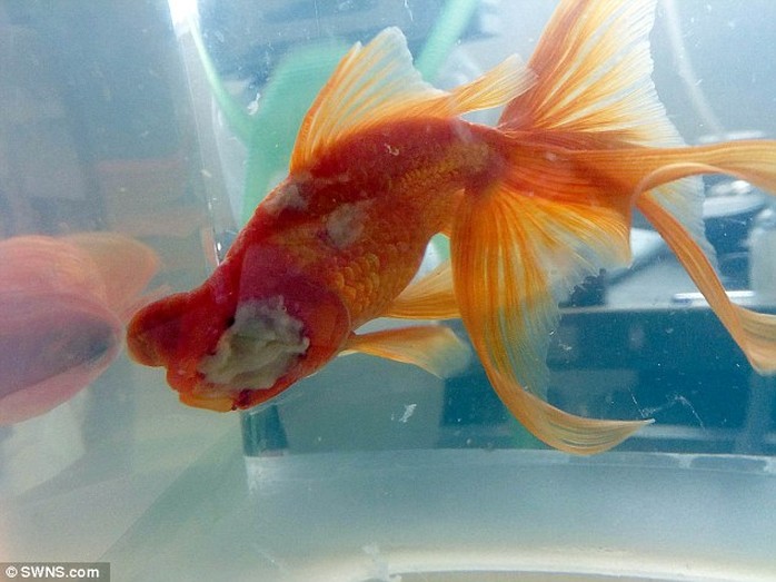 The family goldfish, who lost an eye to the surgery, is now back at home in Bristol where he is recovering swimmingly