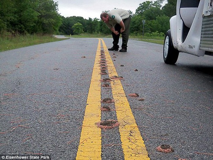 Giun hành động lạ lùng trong Công viên Einsenhower State, bang Texas. Ảnh: Daily Mail