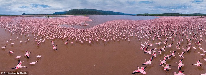 Lake Bogoria in Kenya: A vast flock, or flamboyance to use its correct term, of flamingos prepare to take flight on Kenyas Lake Bogoria