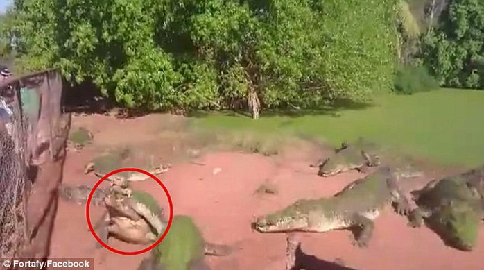 Shocking footage shows the moment rips off and eats another crocodiles leg during feeding time at a zoo