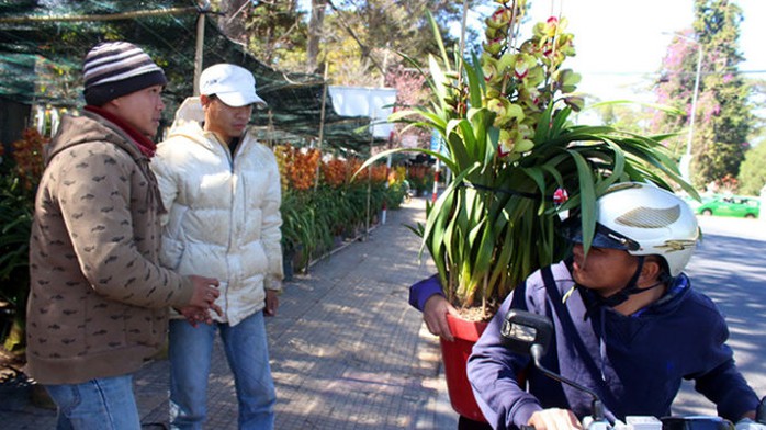 Hoa địa lan giá rẻ được bày bán trên các con phố tại Đà Lạt. Ảnh: CHÍNH THÀNH