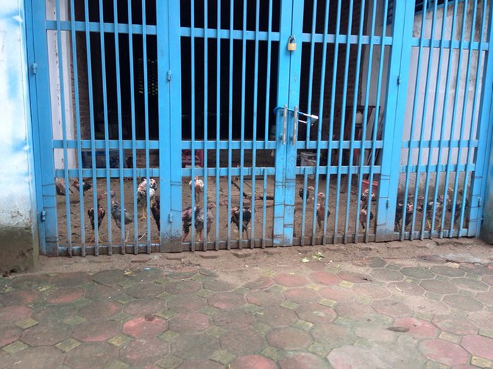Biệt thự, nhà liền kề bạc tỉ chỉ dùng để nuôi thả gà