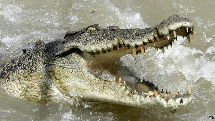 Trên sông Vishwamitri có hơn 260 con cá sấu. Ảnh minh họa: AP