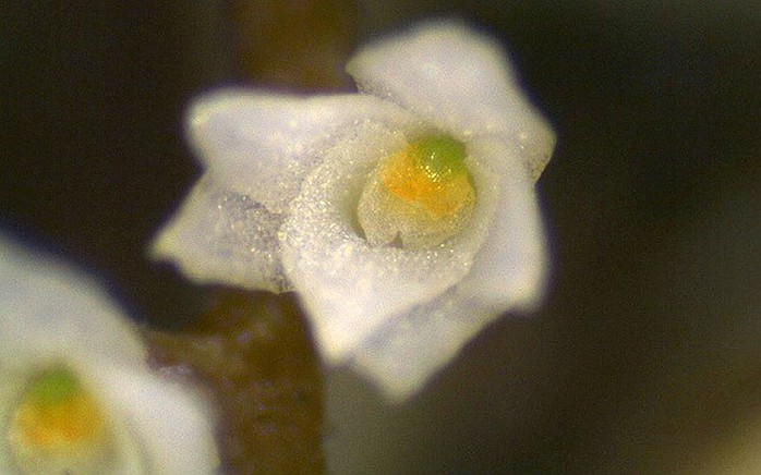 Loài hoa lan nhỏ nhất thế giới. Ảnh: telegraph.co.uk