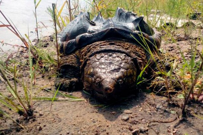 Mystery surrounds how a rare prehistoric-looking turtle normally found in the American south ended up more than 6,000 miles away --- in Siberia