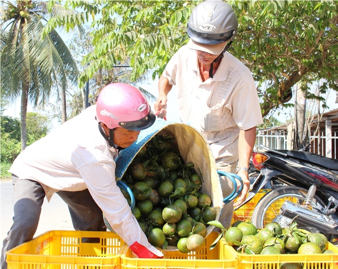 Cam được mua với giá tăng hơn khoảng 5.000 – 10.000 đồng/kg so với cách nay 1 tháng Cam được mua với giá tăng hơn khoảng 5.000 – 10.000 đồng/kg so với cách nay 1 tháng